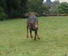 Dobermann Hund