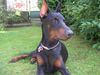 Dobermann Hund