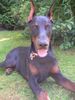 Dobermann Hund