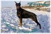 Dobermann Hund