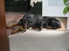 Dobermann Hund