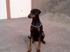 Dobermann Hund