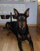 Dobermann Hund