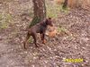 Dobermann Hund