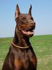 Dobermann Hund