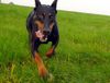 Dobermann Hund