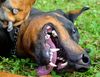 Dobermann Hund