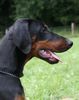 Dobermann Hund