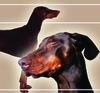 Dobermann Hund