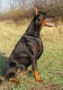 Dobermann Hund