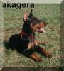 Dobermann Hund