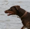 Dobermann Hund