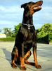 Dobermann Hund