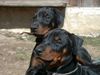 Dobermann Hund