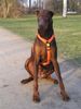 Dobermann Hund