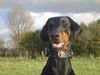 Dobermann Hund