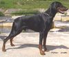 Dobermann Hund