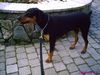 Dobermann Hund