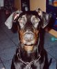 Dobermann Hund