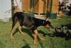 Dobermann Hund