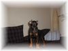 Dobermann Hund