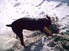 Dobermann Hund