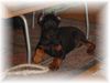 Dobermann Hund