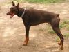 Dobermann Hund