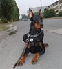 Dobermann Hund