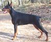 Dobermann Hund