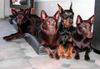 Dobermann Hund