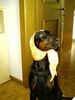 Dobermann Hund