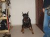 Dobermann Hund