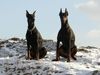 Dobermann Hund