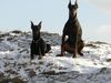 Dobermann Hund