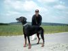 Dobermann Hund