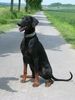 Dobermann Hund