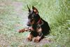 Dobermann Hund