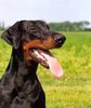 Dobermann Hund