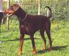 Dobermann Hund