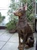 Dobermann Hund