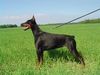 Dobermann Hund