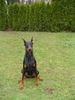 Dobermann Hund