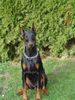 Dobermann Hund