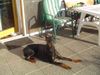 Dobermann Hund