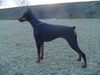 Dobermann Hund