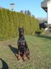 Dobermann Hund