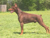 Dobermann Hund