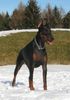 Dobermann Hund