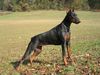 Dobermann Hund